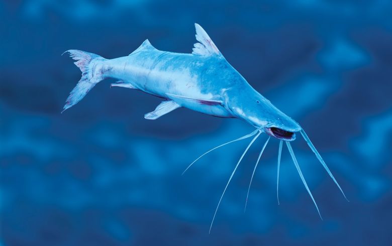 Somnul bavitor este o alta dintre speciile migratoare vizate in planul de actiune.