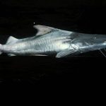 Națiunile din Amazon se unesc pentru a salva somnul dorado, care are cea mai lungă migrație de apă dulce din lume