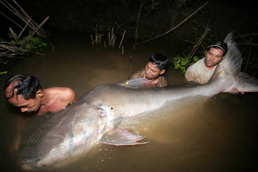 Un somn gigant Mekong lung de 7,8 picioare, capturat pentru conservare în râul Tonle Sap, Cambodgia.