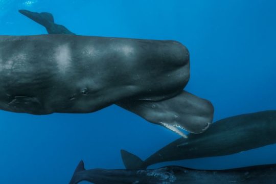 Oamenii de știință sunt martori la naștere rară de cașalot