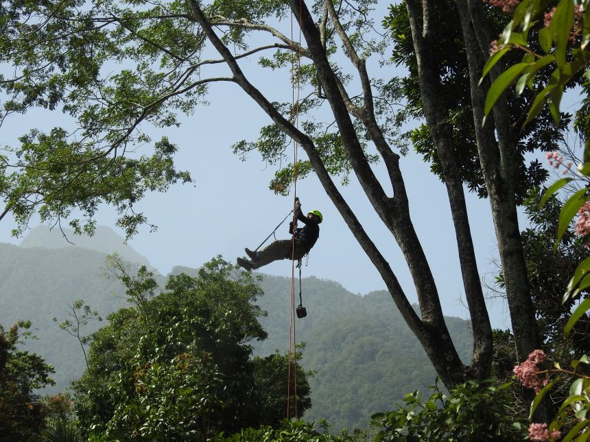 Monitoare acustice sunt montate în Honduras ca parte a unui efort împotriva braconajului al Panthera. Franklin Castañeda, director de țară din Honduras la organizația de conservare a pisicilor sălbatice, a declarat că sistemul de detectare dă rezultate.