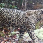 Primul „jaguar din nori” văzut în 10 ani stârnește speranță în Honduras