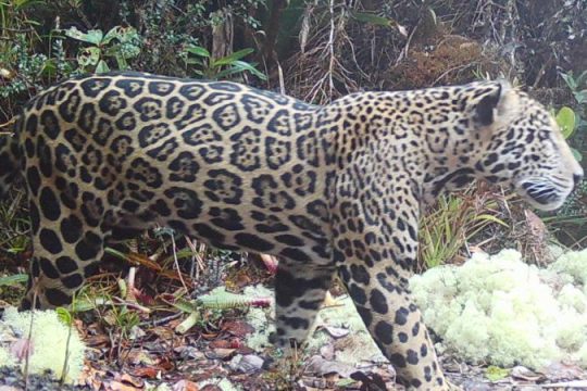 Primul „jaguar din nori” văzut în 10 ani stârnește speranță în Honduras