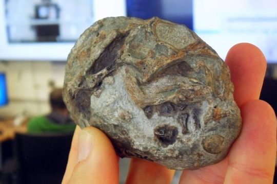 Această fosilă veche de 250 de milioane de ani dovedește că strămoșii mamiferelor au depus ouă