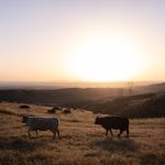 Mica turmă de vite din SUA este unul dintre motivele pentru care prețurile cărnii de vită sunt atât de mari