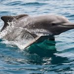 Cum afectează războiul Iranului delfinii și țestoasele din strâmtoarea Ormuz