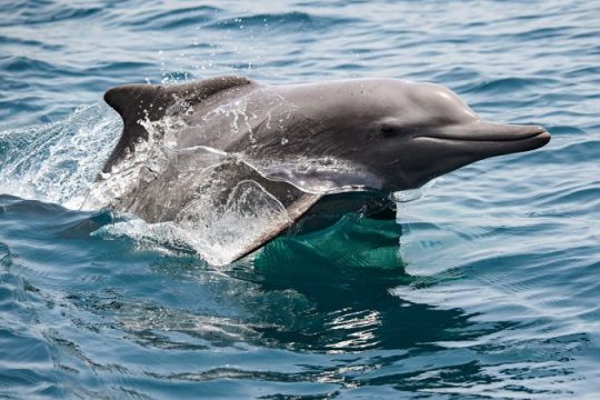 Cum afectează războiul Iranului delfinii și țestoasele din strâmtoarea Ormuz