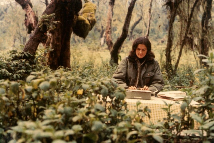 Primatologul Dian Fossey (fotografie aici) a devenit cunoscut pentru abordarea ei cu cizme pe pământ a conservării gorilelor de munte. În 1967, ea a înființat o stație de cercetare în Munții Virunga pentru a studia și a ajuta la protejarea speciilor pe cale critică de dispariție.