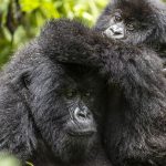 „A Gorilla Story” a lui David Attenborough dezvăluie un succes rar în conservare
