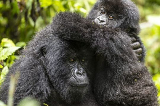 „A Gorilla Story” a lui David Attenborough dezvăluie un succes rar în conservare