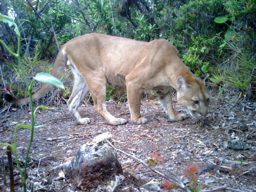 Un puma a fost detectat de capcanele camerei în lanțul muntos Sierra del Merendón din Honduras în 2021, pentru prima dată, după 17 ani de sondaje. De atunci au fost mai multe viziuni.